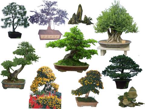 modern landscape tree flower bed tree psd