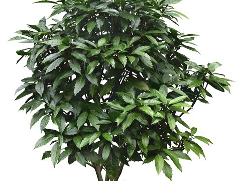 modern green plant shrub psd