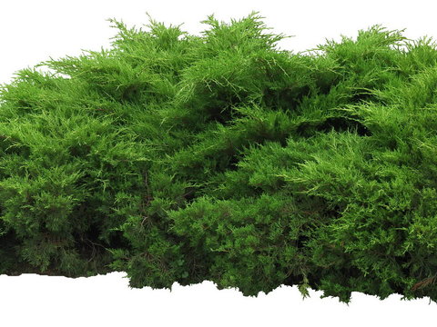 arhat cypress shrub green plant psd