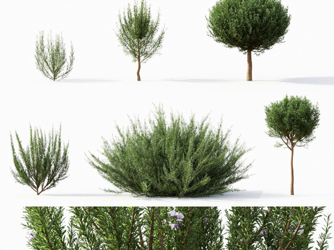 Modern Shrub Plant Rosemary