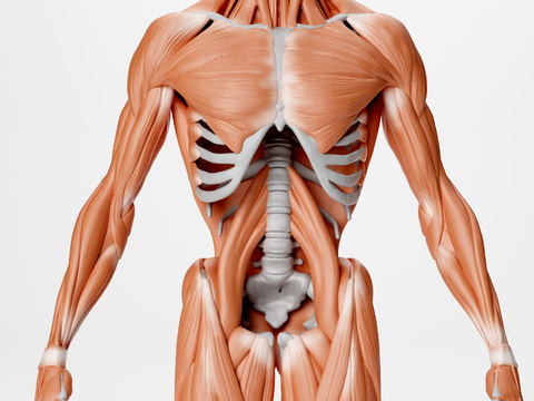 human muscle tissue