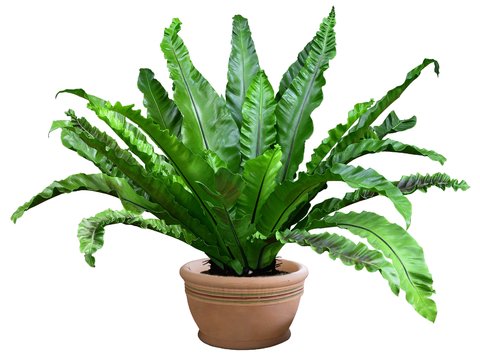 modern green plant potted psd