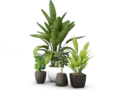 Modern plants potted free