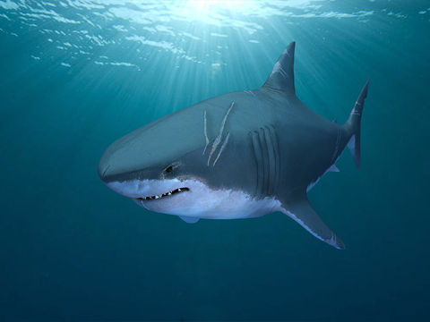 Great White Shark