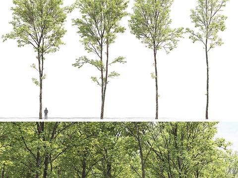 Modern poplar landscape tree