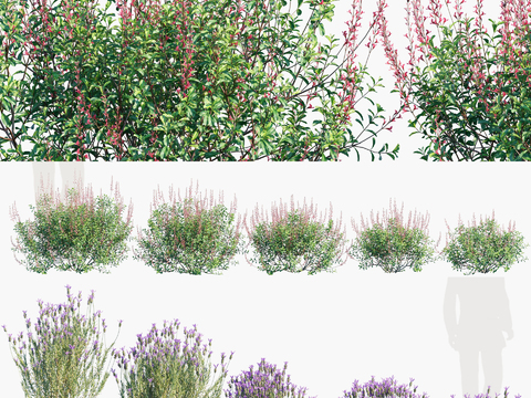 Lavender Sage Flowers