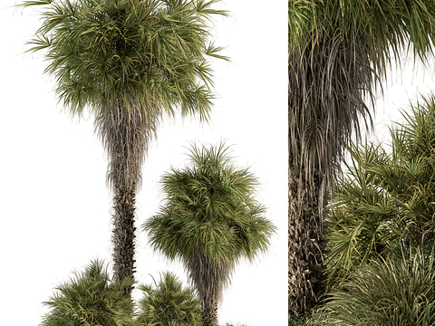 tropical plant palm tree shrub trees