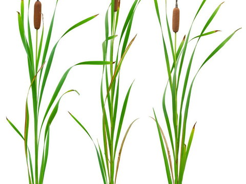 Typha green plant psd