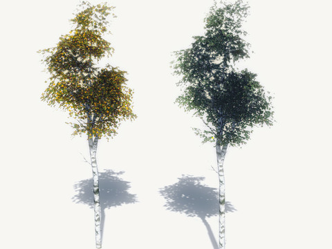 Modern Birch Free