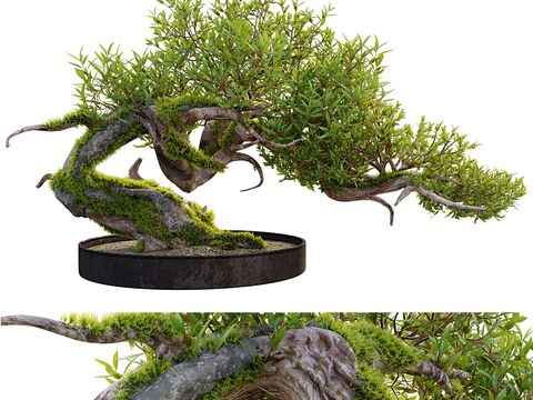 Modern Pine Bonsai