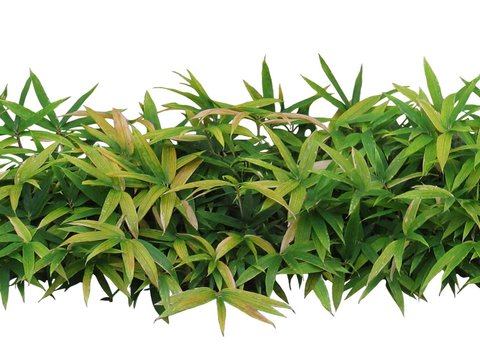 modern shrub green plant psd