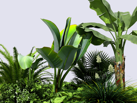 Modern plantain, green plants and flowers