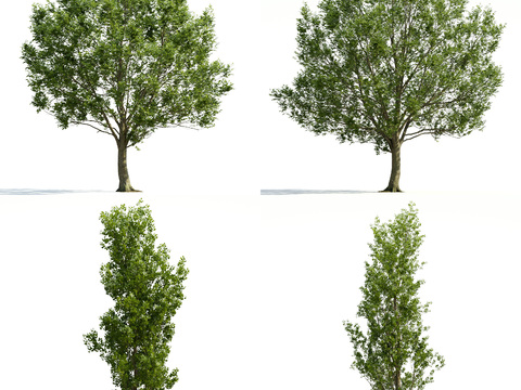 Modern poplar landscape tree