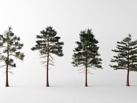 Modern Pine