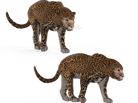 Modern spotted leopard