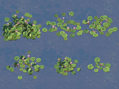 modern aquatic plant water lily