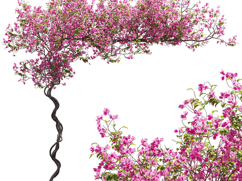 Vine Flower Rack Bougainvillea