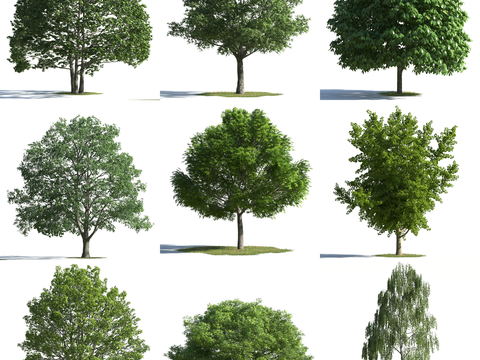 Modern Plant Tree Combinations