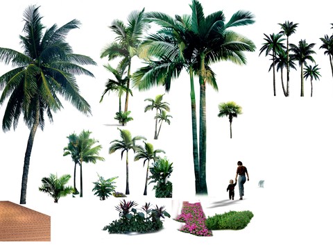 modern coconut tree big tree landscape tree psd