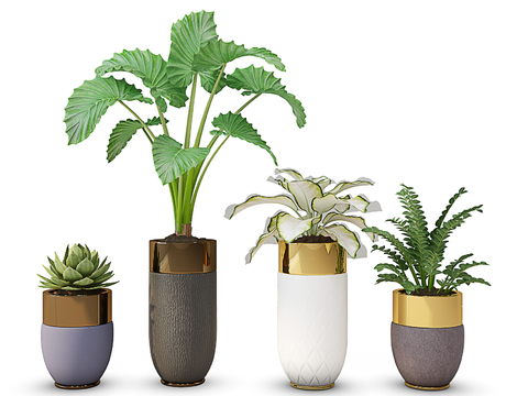 Modern plants potted free