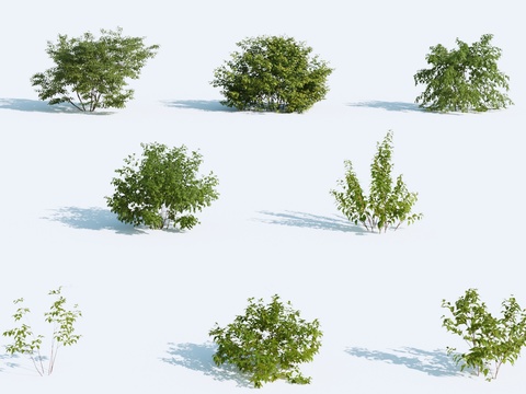 Landscape tree bushes