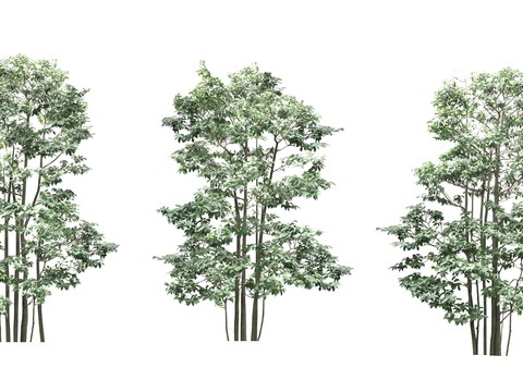 big trees trees landscape trees psd