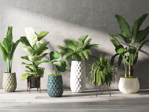 Modern indoor potted plants