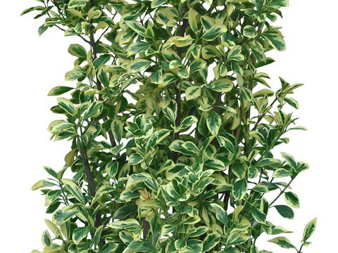 hokkaido boxwood shrub green plant psd