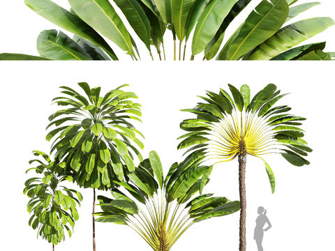 modern tropical plant traveler plantain