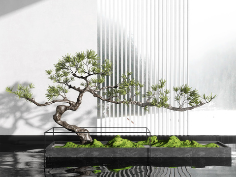 New Chinese pine rockery sketch