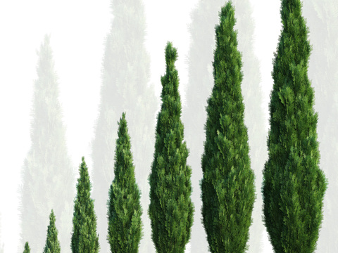 Modern gardening cypress