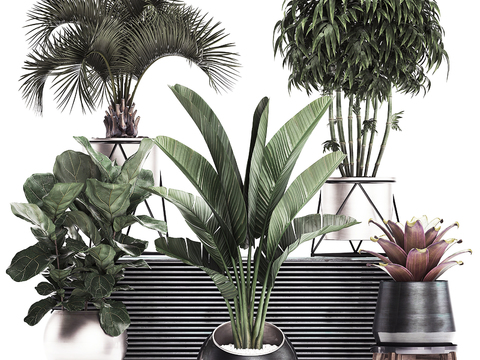 Modern plantain iron tree potted plant