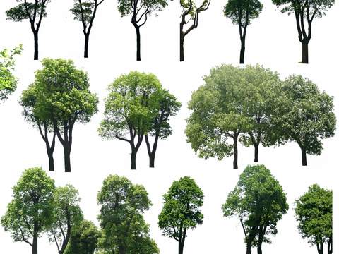 modern big tree tree landscape tree psd