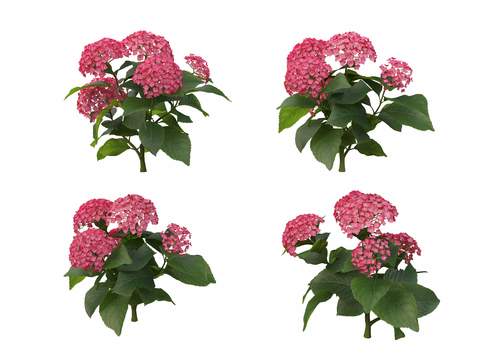 red hydrangea psd