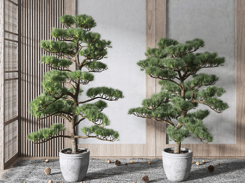 Modern Pine Pot