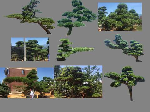 modern plant pine landscape tree big tree psd