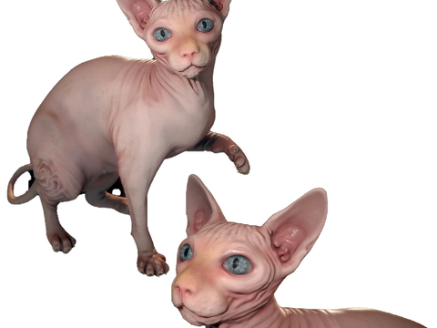 Modern Canadian hairless cat