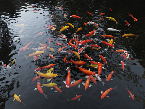 Modern Koi Fish