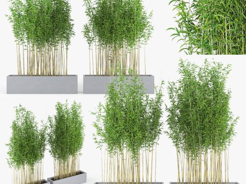 Modern bamboo potted plant