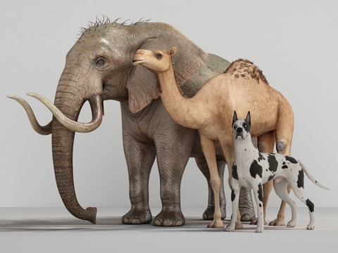 modern elephant camel puppy animal