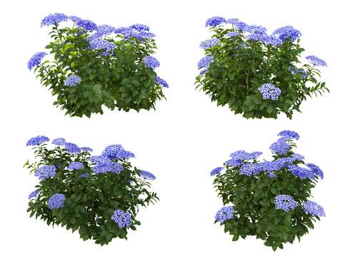 purple hydrangea psd