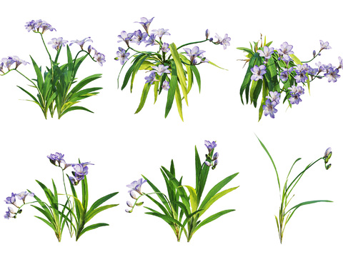 Modern fragrant snow orchid grass