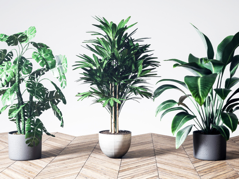 Modern indoor plants potted