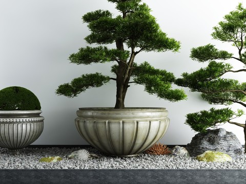 New Chinese Pine Pot Landscape Sick