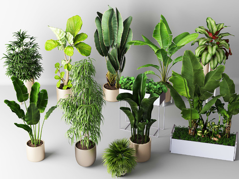 Modern indoor plants potted