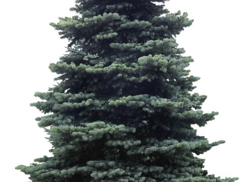 conifer christmas tree trees psd