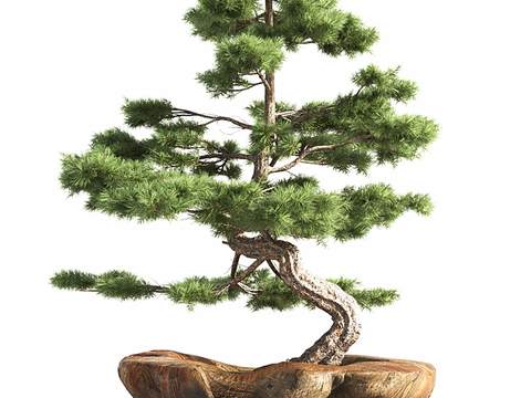 New Chinese-style Pok Han Pine Bonsai