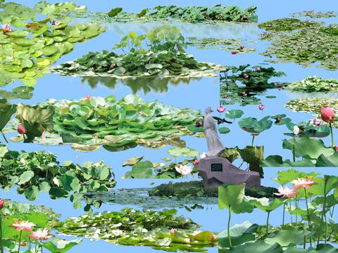 lotus leaf lotus pond psd