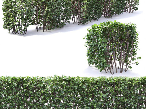 Modern shrub hedge