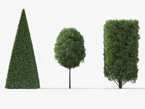 Modern shrub landscape tree